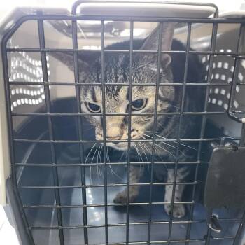 Hercules -  Domestic Short Hair Cat for Adoption in Clearwater, Florida - Hercules | PetCurious