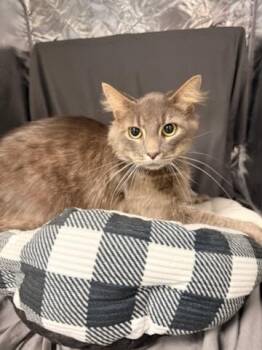 EDDIE -  Domestic Medium Hair Cat for Adoption in Grovetown, Georgia - EDDIE | PetCurious