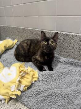 MISS MELINDA MARTINGALE -  Domestic Short Hair Cat for Adoption in Omaha, Nebraska - MISS MELINDA MARTINGALE | PetCurious