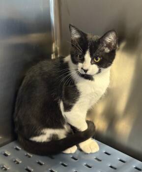 Hershey -  Domestic Short Hair Cat for Adoption in Claresholm, Alberta - Hershey | PetCurious