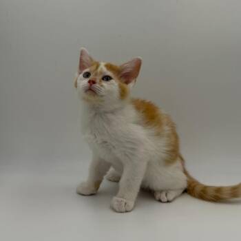 Pickle -  Domestic Short Hair Cat for Adoption in State College, Pennsylvania - Pickle | PetCurious
