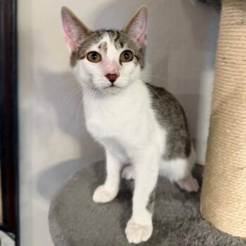William -  Domestic Short Hair Cat for Adoption in Midland, Texas - William | PetCurious