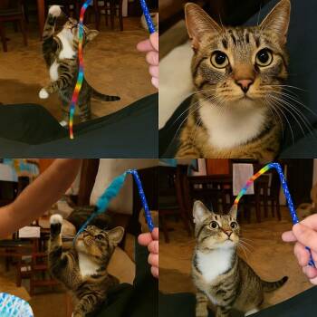 Tabby and Domestic Short Hair Cats Available for Adoption - Callahan | PetCurious