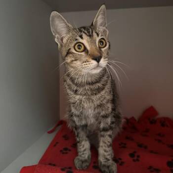 Monte Cristo -  Domestic Short Hair Cat for Adoption in Sarasota, Florida - Monte Cristo | PetCurious