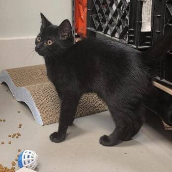 Purple Thunder -  American Shorthair Cat for Adoption in Freeport, Florida - Purple Thunder | PetCurious