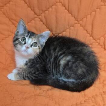 Patches -  Domestic Short Hair Cat for Adoption in Waterloo, Iowa - Patches | PetCurious