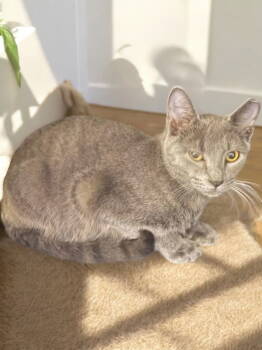 Rescue Domestic Short Hair Cats for Adoption in Champaign, Illinois - Barrow | PetCurious