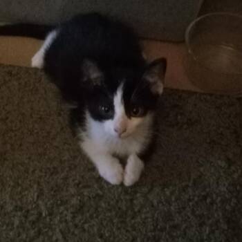 Rescue Domestic Short Hair Cats for Adoption in Springfield, Ohio - Timmy | PetCurious
