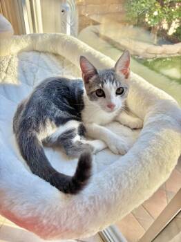 Zeke -  Tabby and Domestic Short Hair Cat for Adoption in Laguna Niguel, California - Zeke | PetCurious