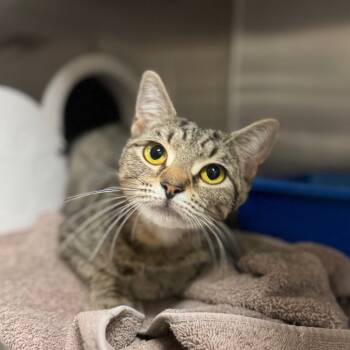 Rescue Domestic Short Hair Cats for Adoption in York, Pennsylvania - Ambrosia | PetCurious