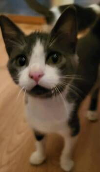 Rescue Domestic Short Hair Cats for Adoption in New Baltimore, Michigan - Bolt | PetCurious