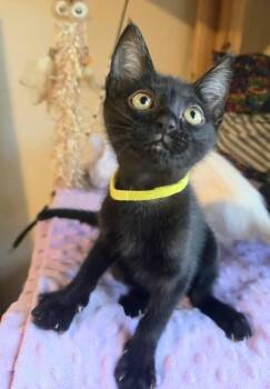 Ladle -  Bombay Cat for Adoption in Austin, Texas - Ladle | PetCurious