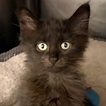 Van -  Domestic Short Hair Cat for Adoption in North Myrtle Beach, South Carolina - Van | PetCurious