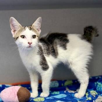 Hadley -  Domestic Short Hair Cat for Adoption in Atlanta, Georgia - Hadley | PetCurious