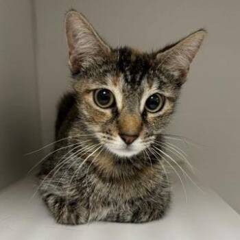 Teah -  Domestic Short Hair Cat for Adoption in Hawthorne, California - Teah | PetCurious