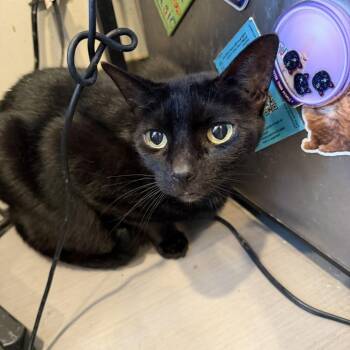 Inca -  Domestic Short Hair Cat for Adoption in Alexandria, Virginia - Inca | PetCurious