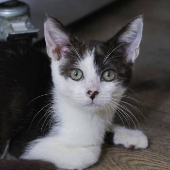 Jude -  Domestic Short Hair Cat for Adoption in Los Angeles, California - Jude | PetCurious