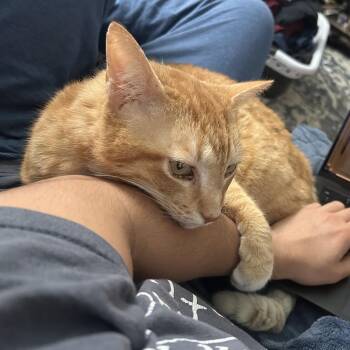 Buster -  Domestic Short Hair Cat for Adoption in Nashville, Tennessee - Buster | PetCurious