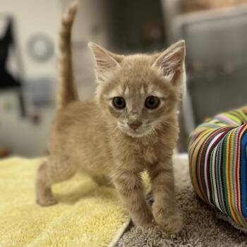 Crispin -  Domestic Medium Hair Cat for Adoption in Cumming, Georgia - Crispin | PetCurious