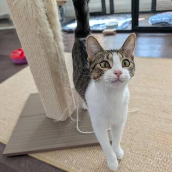 Catalina -  Domestic Short Hair Cat for Adoption in Houston, Texas - Catalina | PetCurious