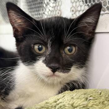 Farmer -  Domestic Short Hair Cat for Adoption in Los Angeles, California - Farmer | PetCurious