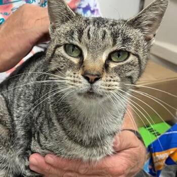 Liberty -  Domestic Short Hair Cat for Adoption in La Grange, Kentucky - Liberty | PetCurious