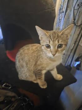 Rescue Domestic Short Hair Cats for Adoption in Parma Heights, Ohio - Goathemore | PetCurious