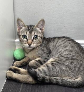 Missy -  Tabby Cat for Adoption in Burnaby, British Columbia - Missy | PetCurious