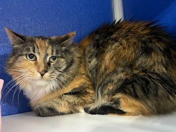 Cierra -  Domestic Medium Hair Cat for Adoption in Colorado Springs, Colorado - Cierra | PetCurious