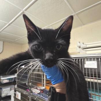 Pina Colada -  Domestic Short Hair Cat for Adoption in Concord, North Carolina - Pina Colada | PetCurious