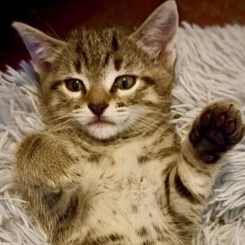 Domestic Short Hair Cats Available for Adoption in Santa Ana, California - Sandman | PetCurious