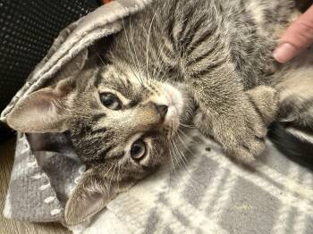 Domestic Short Hair Cats Available for Adoption in Buffalo, New York - Martini | PetCurious