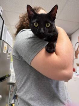 Polly -  Domestic Short Hair Cat for Adoption in Pomona, New York - Polly | PetCurious