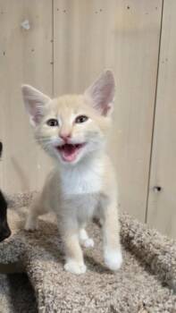 Hiway -  Domestic Short Hair Cat for Adoption in Vancouver, Washington - Hiway | PetCurious