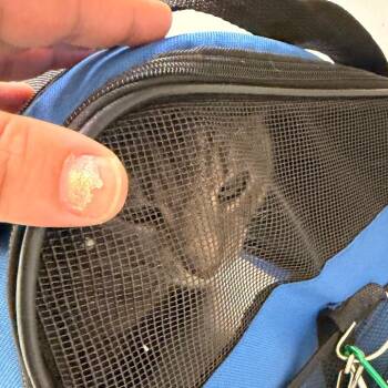 Diesel -  Domestic Short Hair Cat for Adoption in Philadelphia, Pennsylvania - Diesel | PetCurious