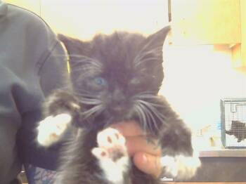 BAUBLE -  Domestic Short Hair Cat for Adoption in Sacramento, California - BAUBLE | PetCurious