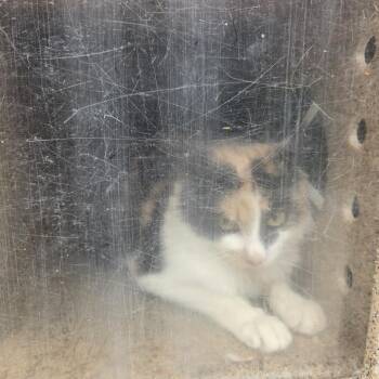 Domestic Short Hair Cats Available for Adoption in Philadelphia, Pennsylvania - Milly | PetCurious