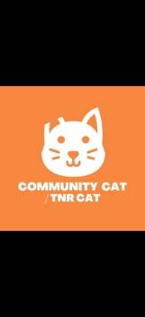 61687699 -  Domestic Medium Hair Cat for Adoption in El Paso, Texas - 61687699 | PetCurious