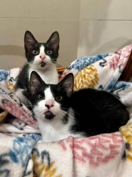Finch -  Domestic Short Hair Cat for Adoption in San Antonio, Texas - Finch | PetCurious
