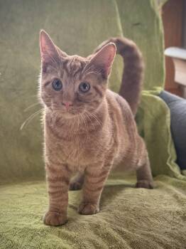 Rescue Domestic Short Hair Cats for Adoption in Rome, Pennsylvania - Isaah | PetCurious