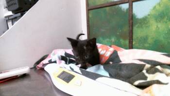 NYX -  Domestic Short Hair Cat for Adoption in Houston, Texas - NYX | PetCurious