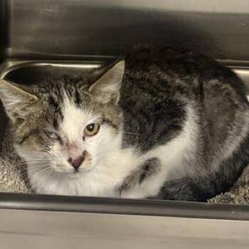 Hashbrown -  Domestic Short Hair Cat for Adoption in Salt Lake City, Utah - Hashbrown | PetCurious