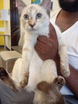 Nala -  Domestic Short Hair Cat for Adoption in Atlanta, Georgia - Nala | PetCurious