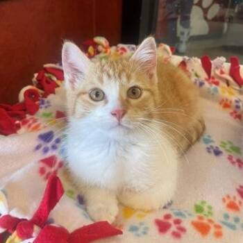 Domestic Short Hair Cats Available for Adoption in Rochester, Minnesota - Creamsicle | PetCurious