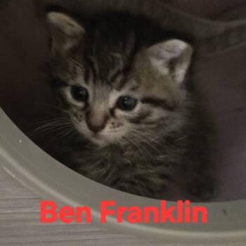 Ben Franklin -  Domestic Short Hair Cat for Adoption in Shinnston, West Virginia - Ben Franklin | PetCurious