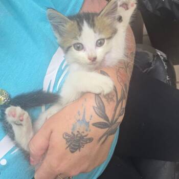 Sue -  Domestic Long Hair Cat for Adoption in Starkville, Mississippi - Sue | PetCurious