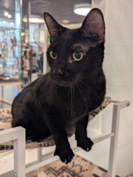 Domestic Short Hair Cats Available for Adoption in St. Cloud, Minnesota - Fridge | PetCurious