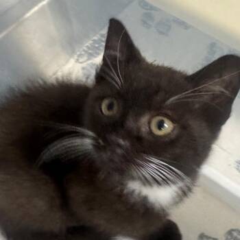 Sigma -  Domestic Short Hair Cat for Adoption in Greenville, South Carolina - Sigma | PetCurious