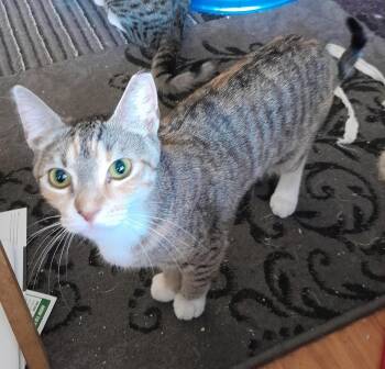 Holly (with Harley) -  Domestic Short Hair Cat for Adoption in Silverton, Oregon - Holly (with Harley) | PetCurious