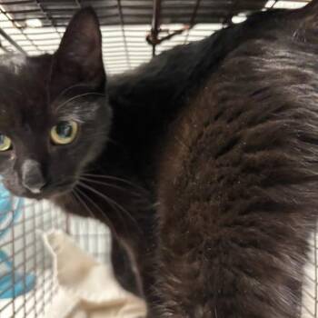 Void -  Domestic Short Hair Cat for Adoption in Des Moines, Iowa - Void | PetCurious